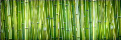 Poster Bambous verts