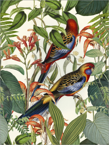 Poster Oiseaux tropicaux