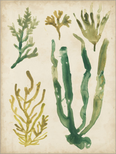 Poster Herbier marin vintage I