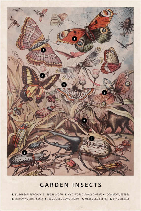 Poster Insectes du jardin (anglais)