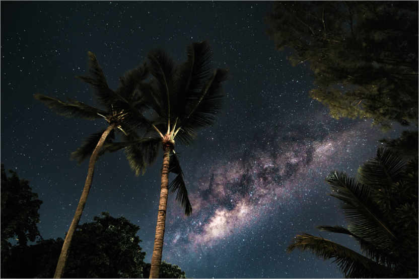 Poster Palmiers sous un ciel étoilé et sous la voie lactée