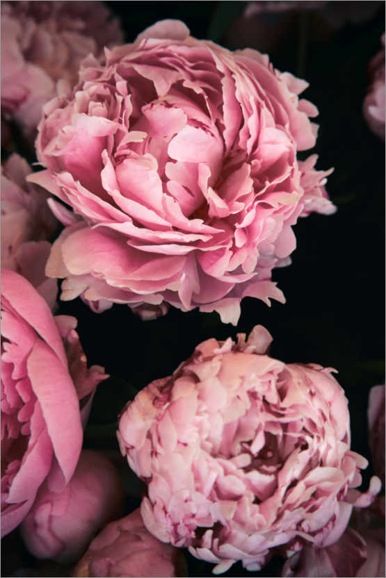 Poster Pivoines roses