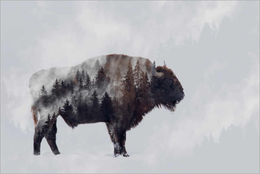 Poster Bison - double exposition