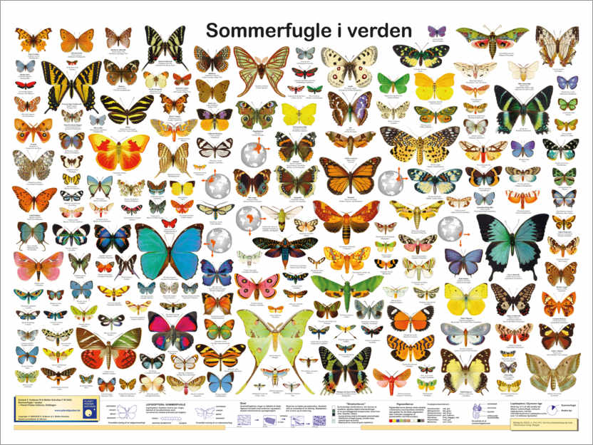 Poster Papillons du monde (danois)