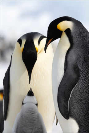 Poster  Pingouin avec petit - P. Marazzi