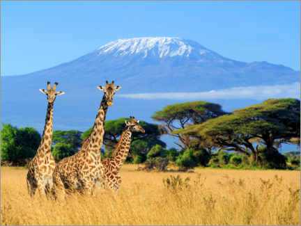 Tableau en bois  Trois girafes devant le Kilimandjaro