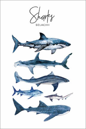 Poster  Requins - Art Couture