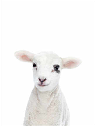 Tableau sur toile  Bébé mouton - Sisi And Seb
