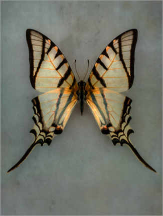 Poster Papillon vintage II