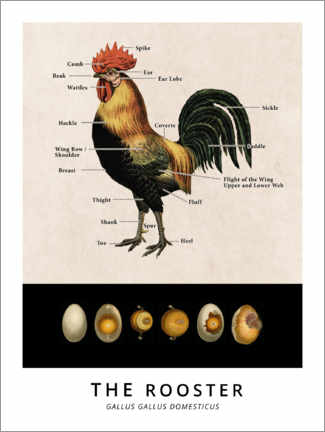 Poster  Le coq, schéma vintage (anglais) - Vintage Educational Collection