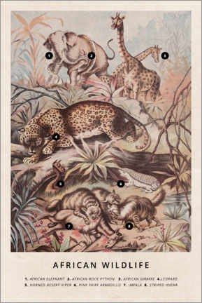 Tableau sur toile  Faune sauvage africaine vintage (anglais) - Wunderkammer Collection