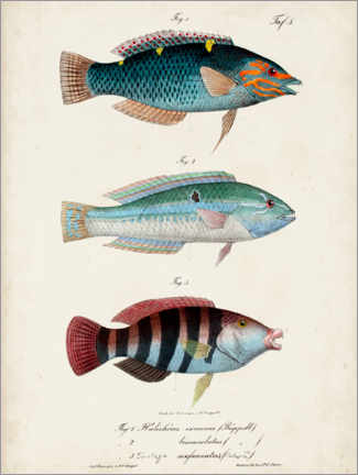 Tableau en verre acrylique  Trio de poissons antiques - Vision Studio