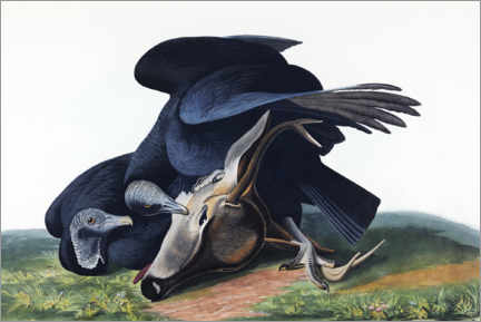 Poster  Urubu noir - John James Audubon