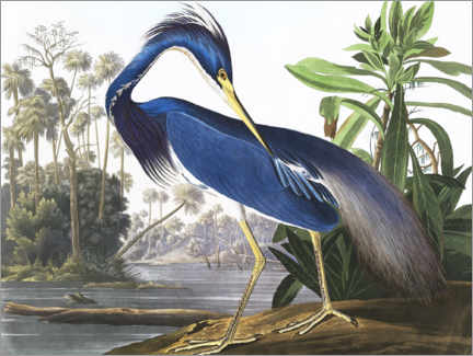 Tableau en bois  Aigrette tricolore - John James Audubon