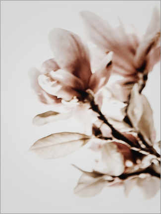 Tableau en verre acrylique  Magnolias en fleur - Magda Izzard