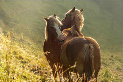 Poster Amitié entre chevaux