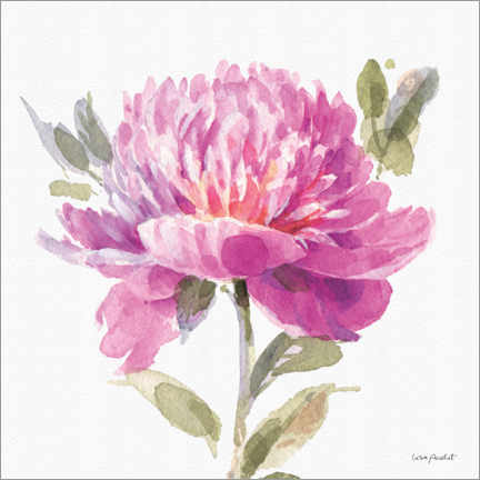 Poster Pivoine rose