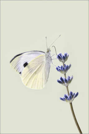 Poster Papillon blanc