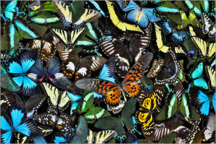 Poster Iridescent Butterflies I