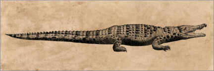 Tableau en plexi-alu  Le crocodile - Wunderkammer Collection