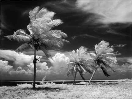 Poster Palmiers dans la tempête