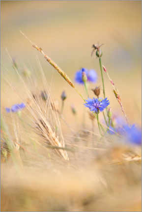 Tableau en plexi-alu  Bleuets dans un champ de céréales en été - Silvio Schoisswohl