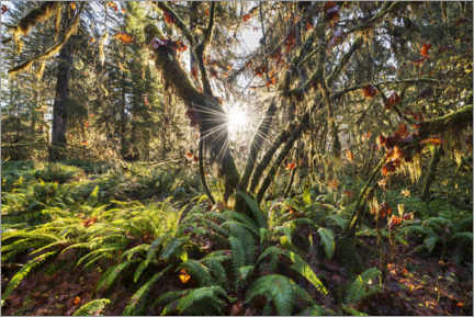 Poster  Lever du soleil dans la forêt en Amérique du Nord - The Wandering Soul