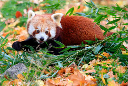 Tableau en plexi-alu  Panda roux dans l'herbe - Christian Suhrbier