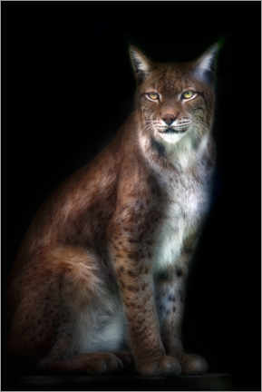 Poster Portrait de lynx