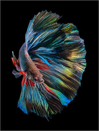 Tableau en verre acrylique  Le poisson betta - Andi Halil