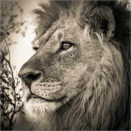 Poster Lion rêveur