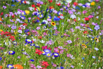 Poster Prairie de fleurs colorées