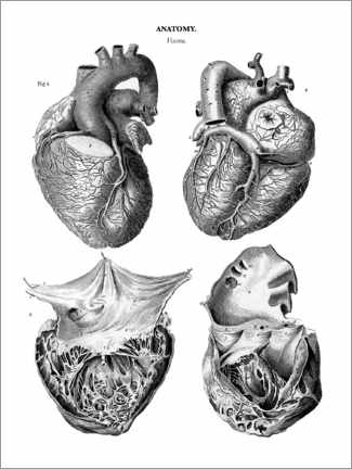Tableau en plexi-alu  Anatomie du cœur humain - Thomas Milton