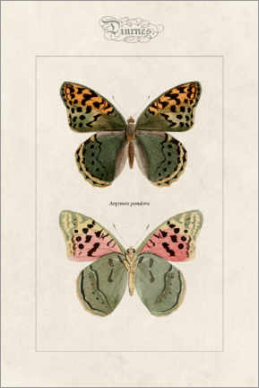 Poster  Papillon Cardinal - Alexis Nicolas Noel