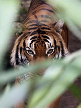 Poster Tigre à l'affût
