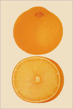 Tableau en verre acrylique  Orange - Vintage Educational Collection