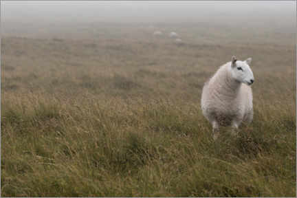 Poster Moutons au Pays de Galles
