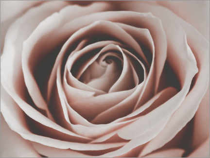 Poster Rose rose