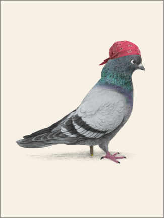 Poster  Pigeon pirate - Terry Fan