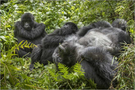 Tableau en verre acrylique  Gorilles de montagne se reposant dans la forêt tropicale - Paul Souders