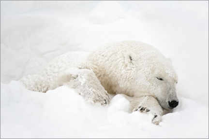 Poster Ours polaire dormant dans la neige