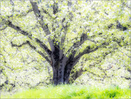 Tableau sur toile  Pommier en fleurs de printemps - Sylvia Gulin