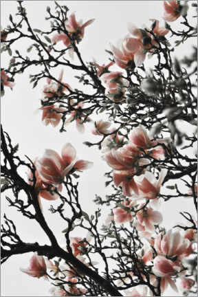 Poster Magnolia pêche en fleurs