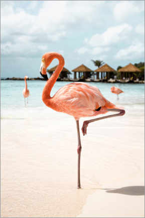 Tableau en aluminium  Flamant rose sur l'île d'Aruba - Henrike Schenk