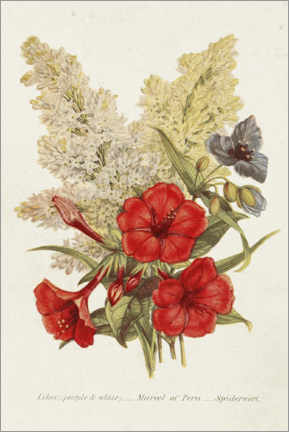 Poster Antique Floral Bouquet V