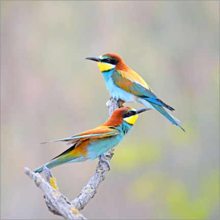 Poster Bee-eater
