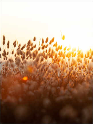 Poster Sunset field
