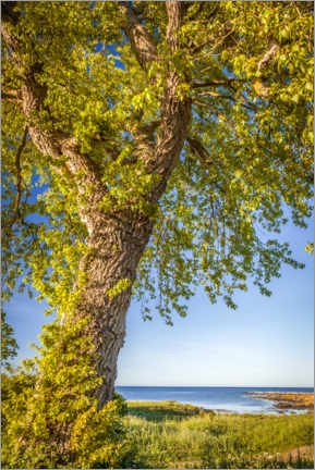 Poster  Big linden tree by the sea - Christian Müringer