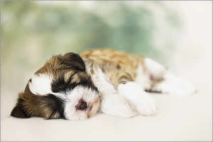 Tableau sur toile  Sleeping Tibetan Terrier puppy - Heidi Bollich