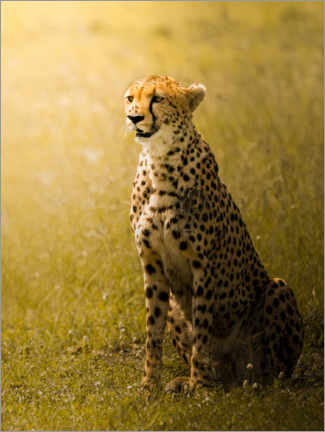 Tableau sur toile  Cheetah - Ahmed Sobhi